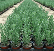 Atriplex semibaccata " Berry SaltBush" - Greensouq -