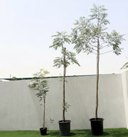 Azadirachta indica "Neem Tree" - Greensouq -
