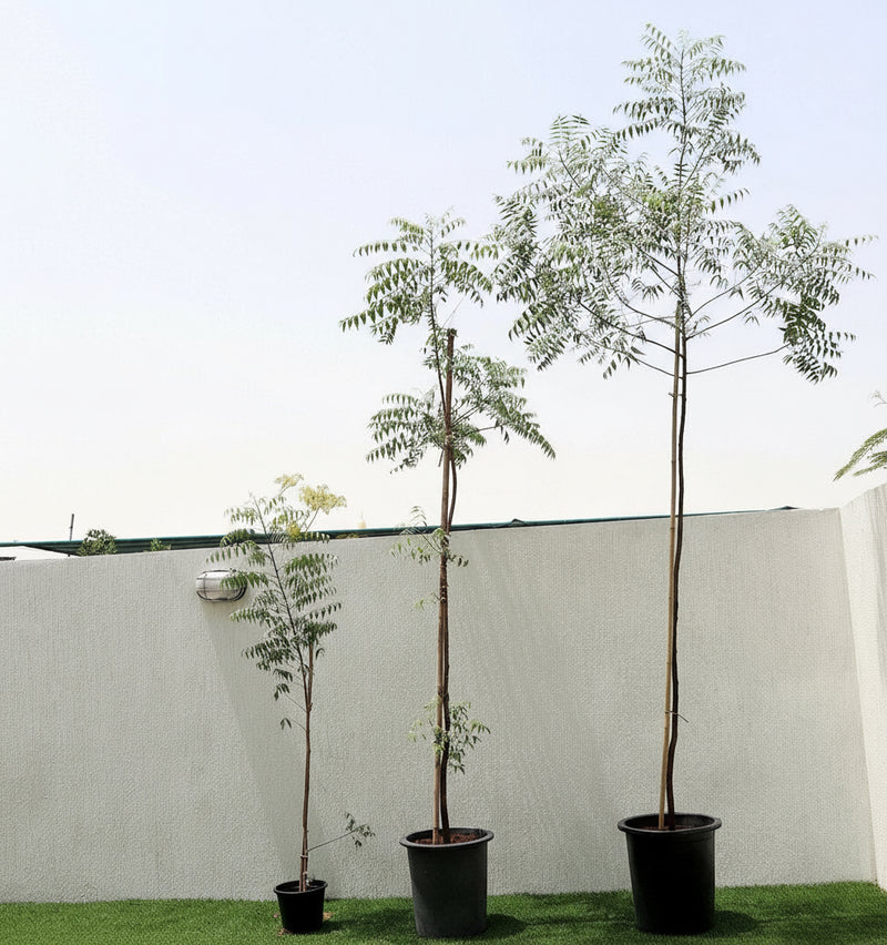 Azadirachta indica "Neem Tree" - Greensouq -