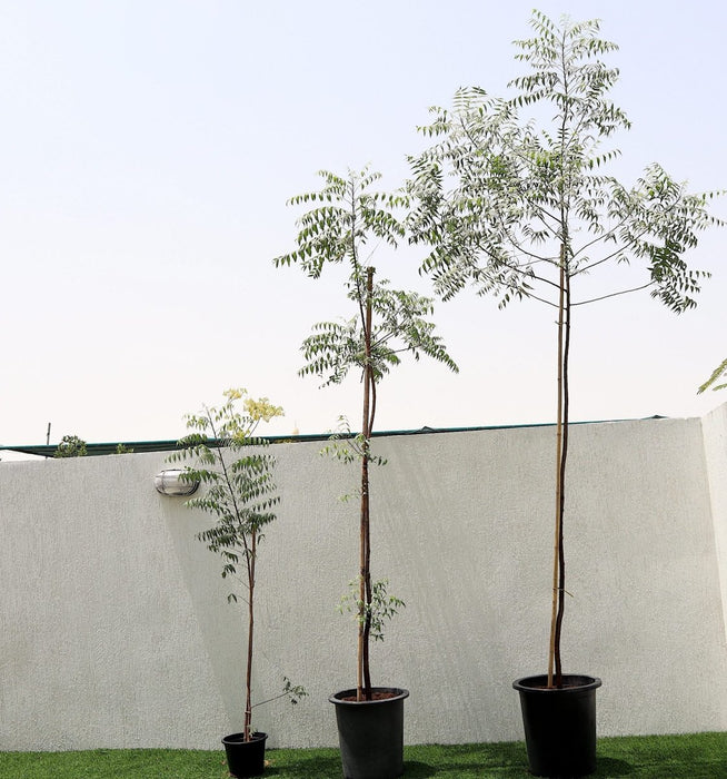 Azadirachta indica "Neem Tree" - Greensouq -