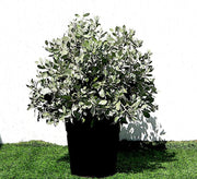 Ball Shaped Conocarpus erectus Silver - Greensouq -
