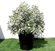 Ball Shaped Conocarpus erectus Silver - Greensouq -