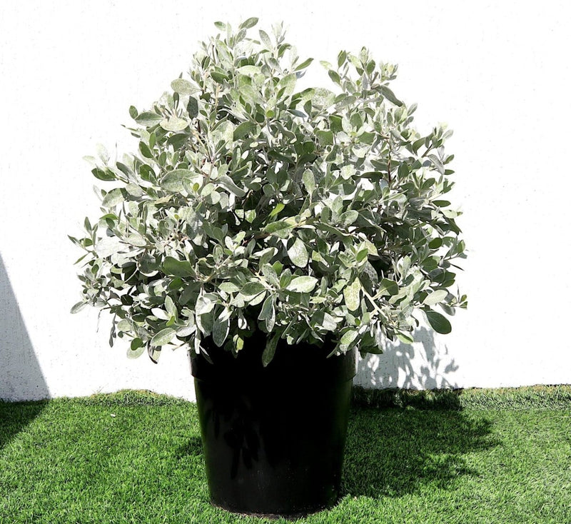 Ball Shaped Conocarpus erectus Silver - Greensouq -