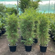 Bambusa Multiplex "Chinese Dwarf Bamboo" 1.2 - 1.5m overall height - Greensouq -