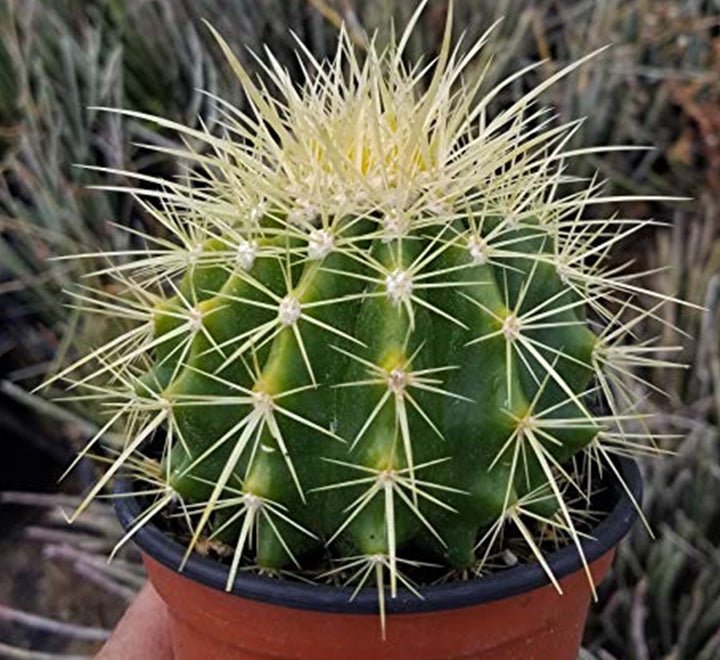 Barrel or Ball Cactus - Greensouq -