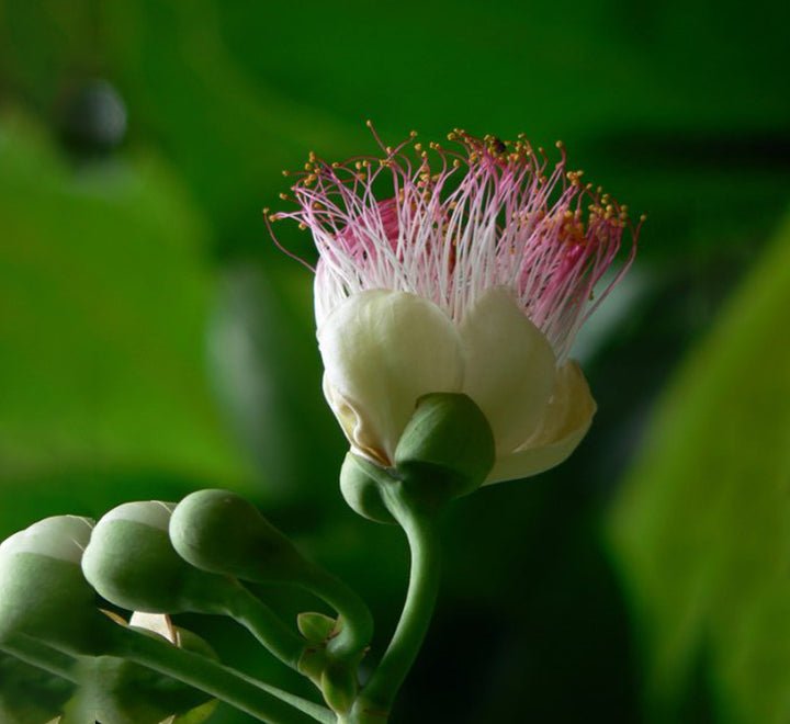 Barringtonia asiatica, Barringtonia speciosa - Greensouq -