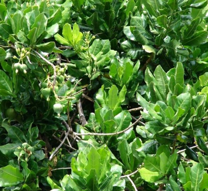 Barringtonia asiatica, Barringtonia speciosa - Greensouq -