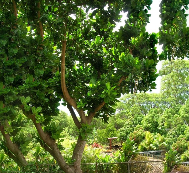 Barringtonia asiatica, Barringtonia speciosa - Greensouq -