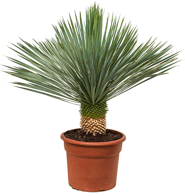 Beaked Yucca "Yucca Rostrata" - Greensouq -