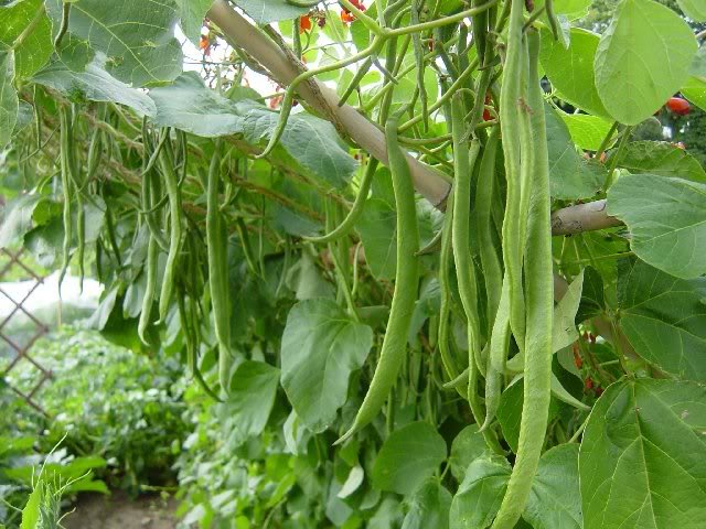 Beans Agrimax Seeds - Greensouq -