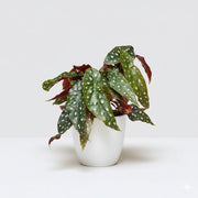 Begonia maculata or Polka Dot begonia 20 - 30cm - Greensouq -