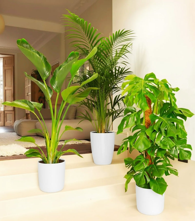 Bestseller Plants Bundle (Areca Palm 1.1 - 1.2m, Monstera Deliciosa 1.0 - 1.3m, Strelizia Nicolai 1.0 - 1.3m) in White Ceramic Pot - Greensouq -