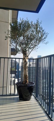 Big Olive 1.5 to 2m in Black Rolled Rim Pot Greensouq Special شجرة زيتون - Greensouq -