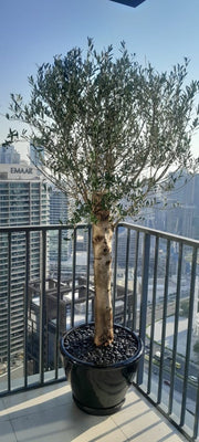 Big Olive 1.5 to 2m in Black Rolled Rim Pot Greensouq Special شجرة زيتون - Greensouq -