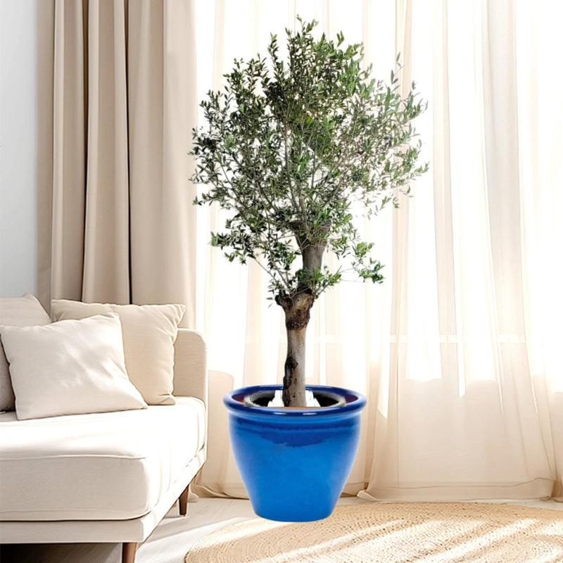 Big Olive 1.5 to 2m Rolled Rim Pot Greensouq Special شجرة زيتون( - Greensouq -