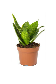 Birds Nest Snake - Greensouq -
