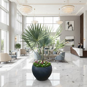 Bismarckia Nobilis "Bismark Palm" بسمارك النخيل in Fancy Fiber Pot 1.8 - 2.0m - Greensouq -