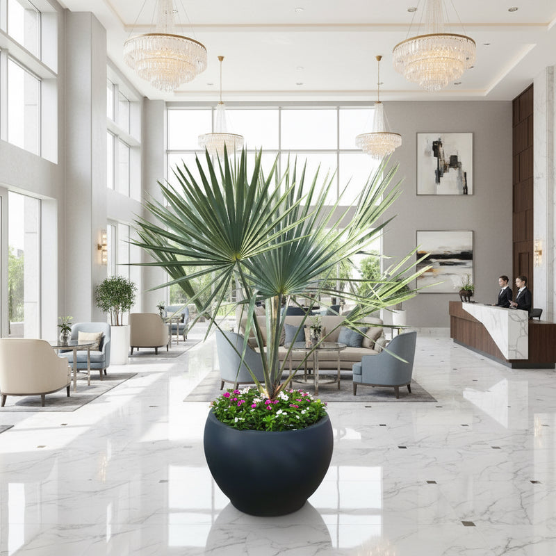 Bismarckia Nobilis "Bismark Palm" بسمارك النخيل in Fancy Fiber Pot 1.8 - 2.0m - Greensouq -