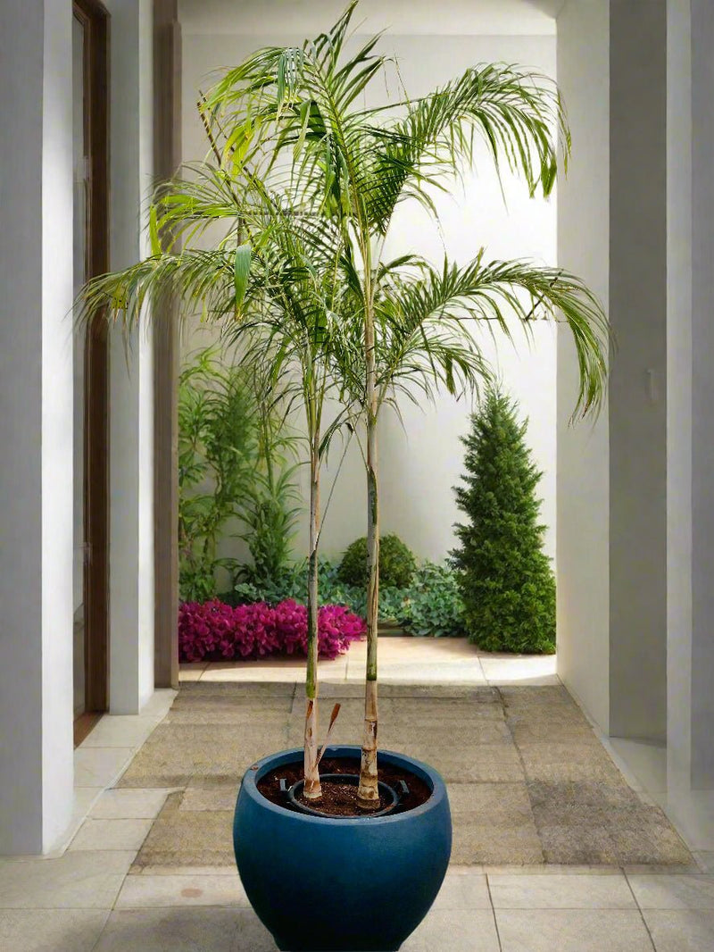 Bismarckia Nobilis "Bismark Palm" بسمارك النخيل in Fancy Fiber Pot 1.8 - 2.0m - Greensouq -