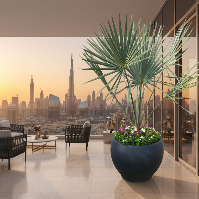 Bismarckia Nobilis "Bismark Palm" بسمارك النخيل in Fancy Fiber Pot 1.8 - 2.0m - Greensouq -