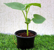 Bottle Gourd Plant | Lagenaria siceraria | Opo squash | Lauki Vegetable Plant 10 - 15 cm - Greensouq -