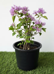 Bougainvillea alexandra "Purple - Paper Flower" - Greensouq -
