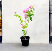 Bougainvillea Cocoice "Coconut Ice (Without stake) - Greensouq -