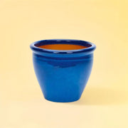 Bougainvillea Glabra "30 to 160cm" White - Greensouq -