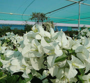 Bougainvillea Glabra "30 to 160cm" White - Greensouq -