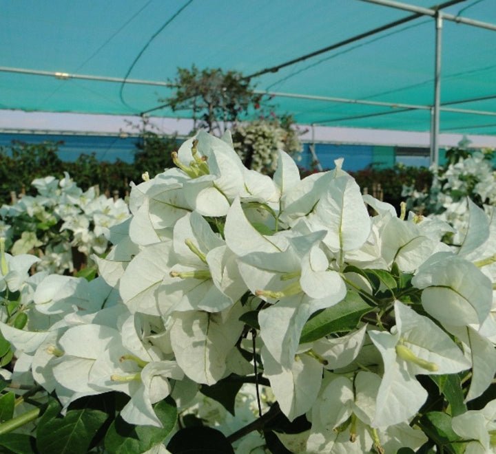 Bougainvillea Glabra "30 to 160cm" White - Greensouq -