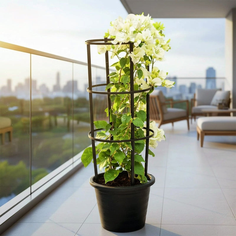 Bougainvillea Glabra "30 to 160cm" White - Greensouq -