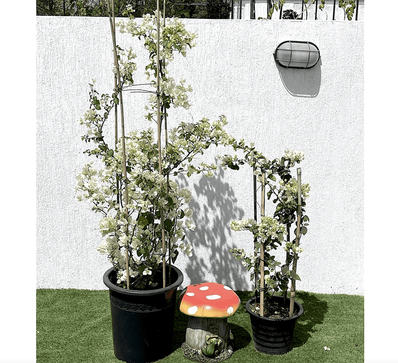 Bougainvillea Glabra "30 to 160cm" White - Greensouq -