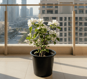 Bougainvillea Glabra "30 to 160cm" White - Greensouq -