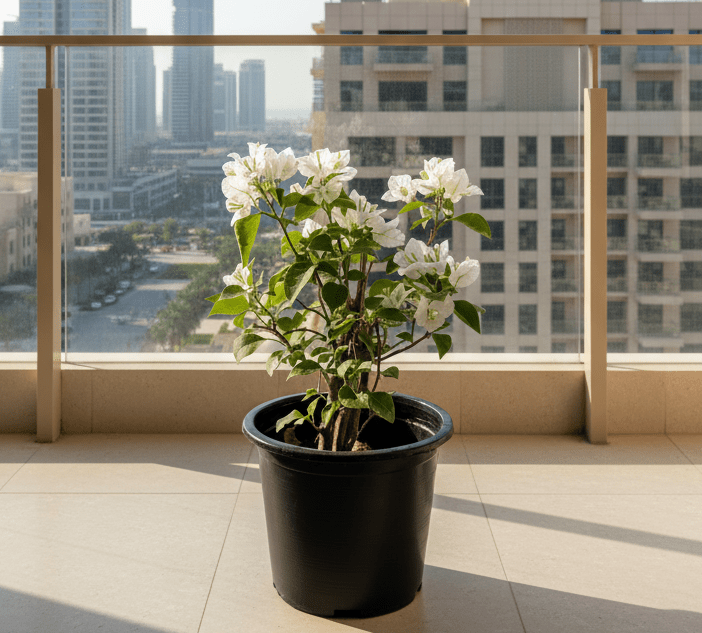 Bougainvillea Glabra "30 to 160cm" White - Greensouq -