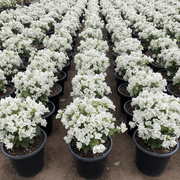 Bougainvillea Glabra "30 to 160cm" White - Greensouq -