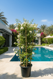 Bougainvillea Glabra "30 to 160cm" White - Greensouq -