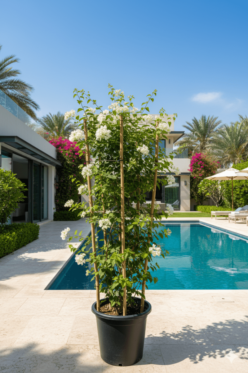 Bougainvillea Glabra "30 to 160cm" White - Greensouq -