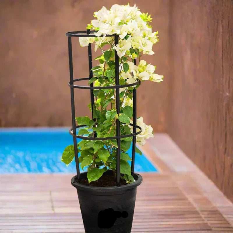 Bougainvillea Glabra "30 to 160cm" White - Greensouq -