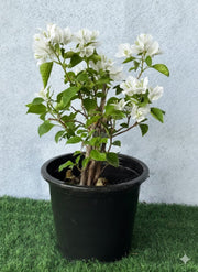 Bougainvillea Glabra "30 to 160cm" White - Greensouq -