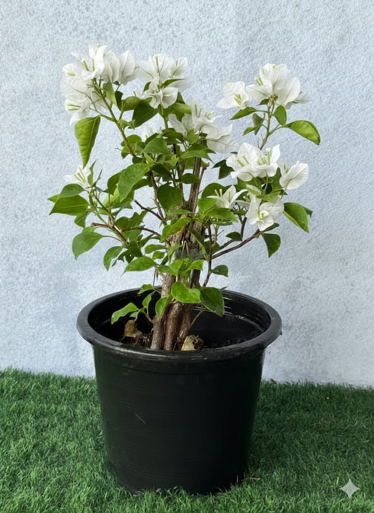 Bougainvillea Glabra "30 to 160cm" White - Greensouq -