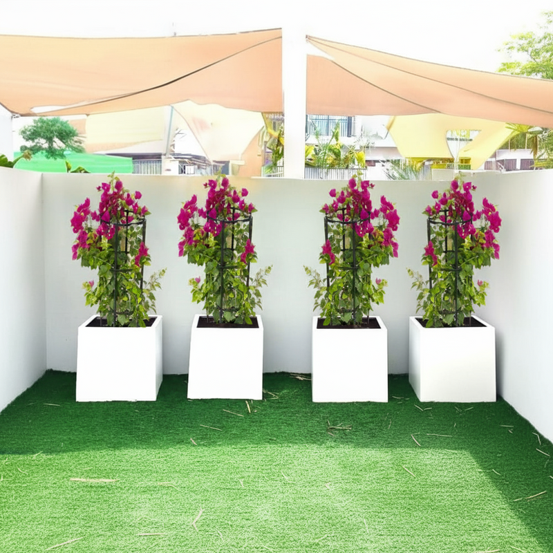 Bougainvillea 1.4-1.6m  in Grp Square White Pot 40 x 40