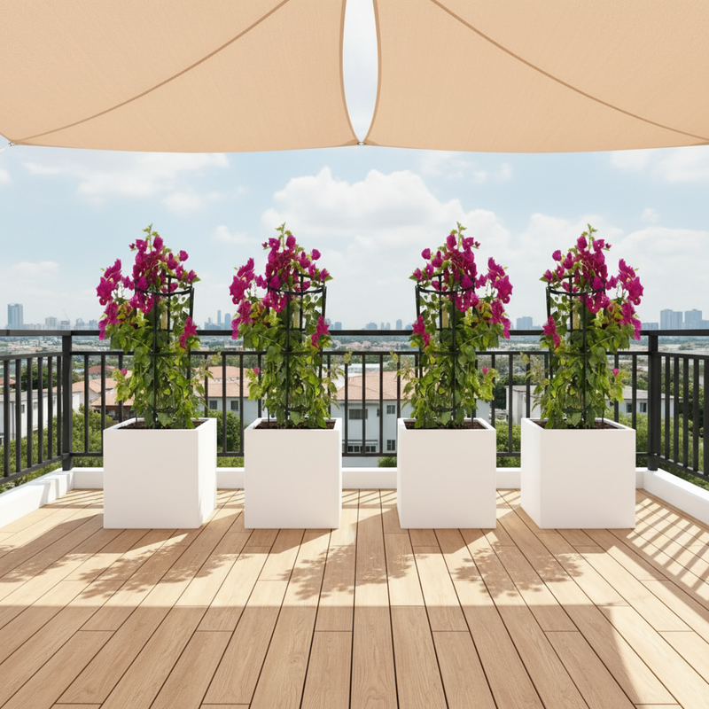 Bougainvillea 1.4-1.6m  in Grp Square White Pot 40 x 40