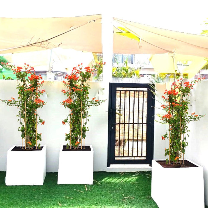 Bougainvillea Orange in Grp Square Pot - Greensouq -
