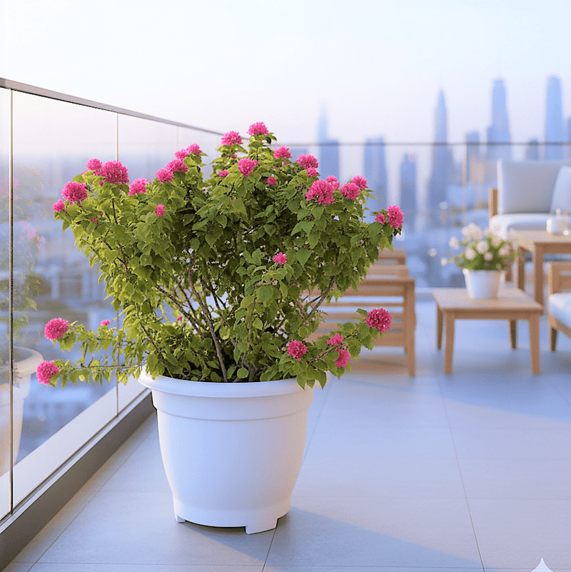 Bougainvillea Pink Pixie in 20" Cosmoplast Round Pot - Greensouq -