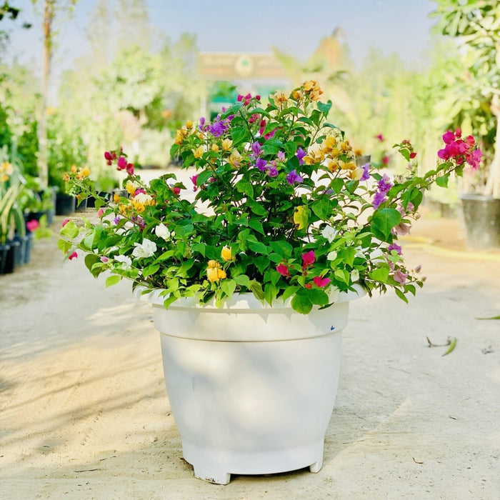 Bougainvillea Purple Orange Mix in 20" Cosmoplast Round Pot - Greensouq -
