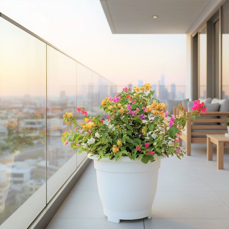 Bougainvillea Purple Orange Mix in 20" Cosmoplast Round Pot - Greensouq -