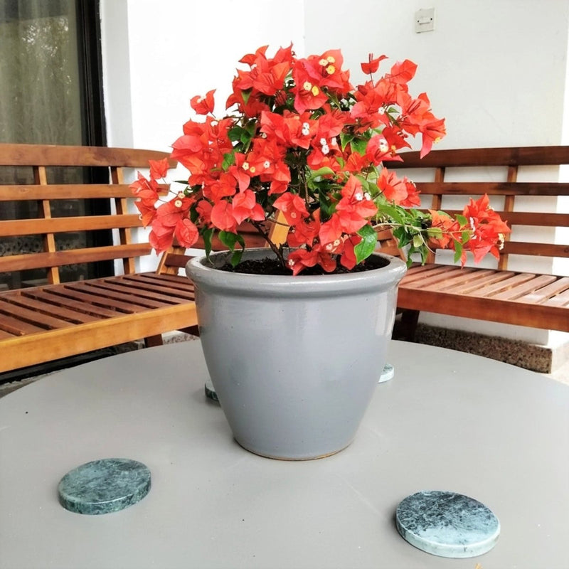 Bougainvillea Red 0.5 - 0.7m - Greensouq -