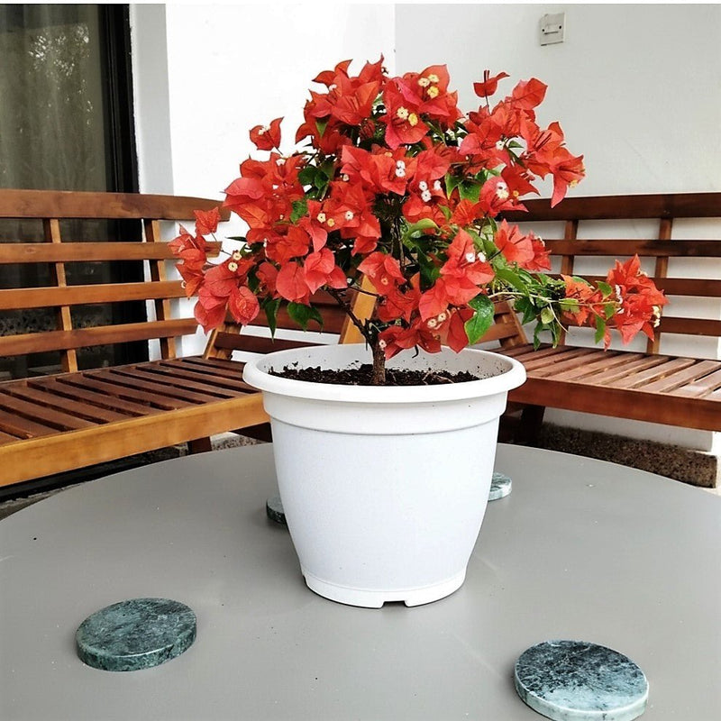 Bougainvillea Red 0.5 - 0.7m - Greensouq -