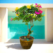 Bougainvillea Specimen "Single Head" - Greensouq -