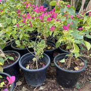 Bougainvillea Spectabilis “30 to 160cm” Dark Pink - Greensouq -